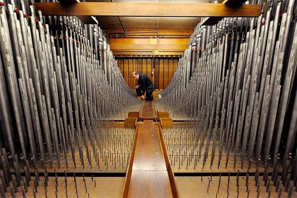 Organ
