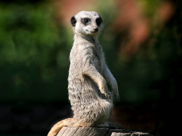Leningrad Zoo