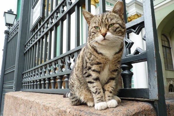 Hermitage Cats