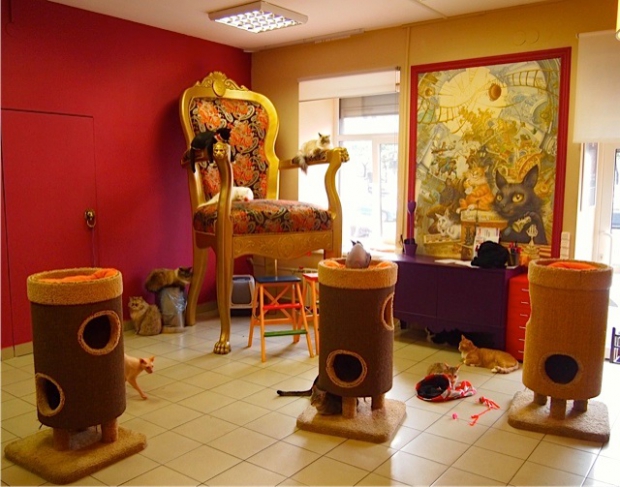 Republic of Cats, SP